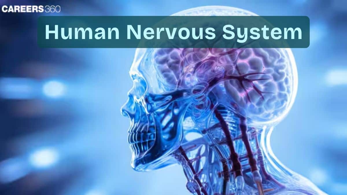 Human Nervous System: Description, Development, Structure, Function, Diagram